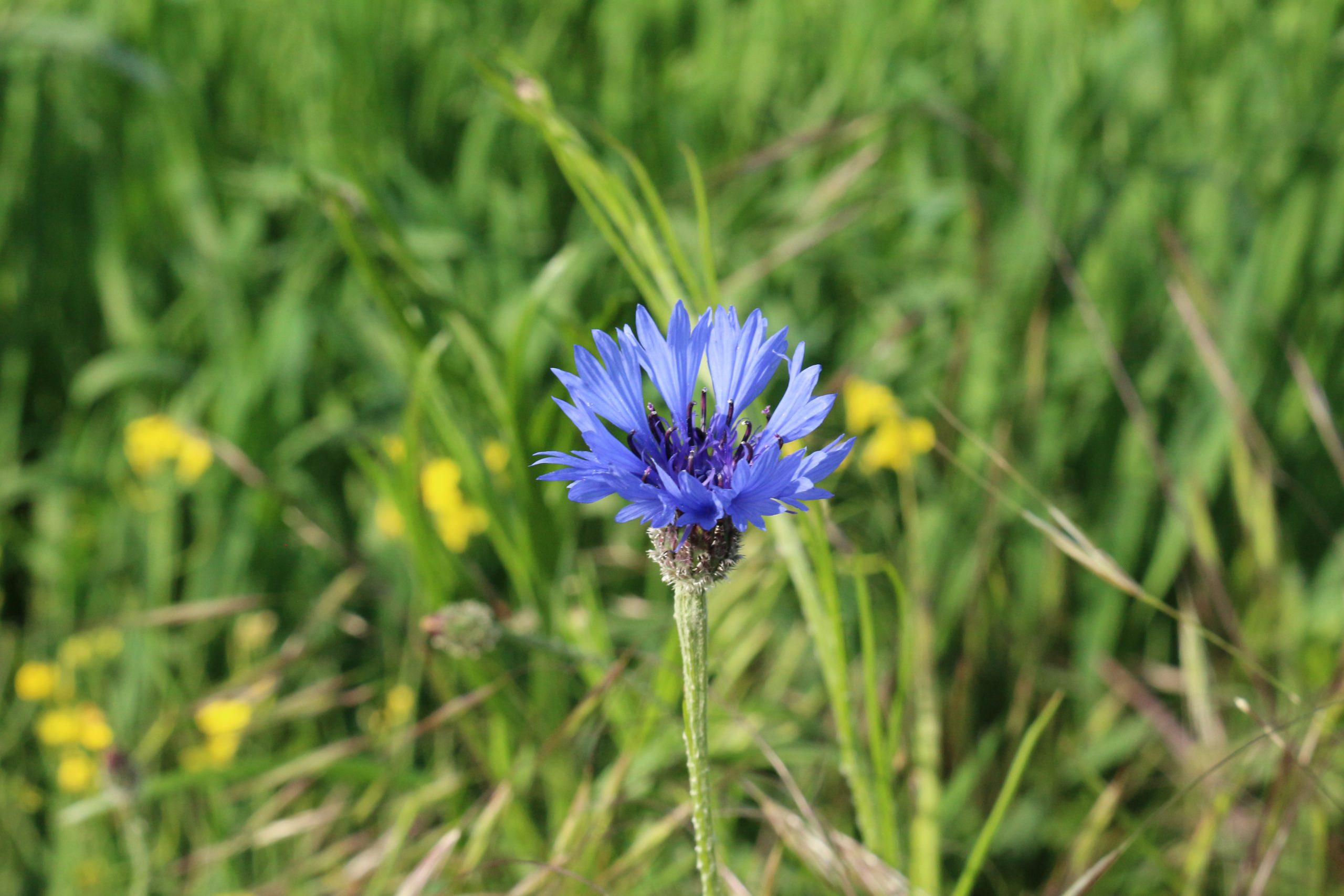 Du betrachtest gerade Ackerwildkrautprojekt