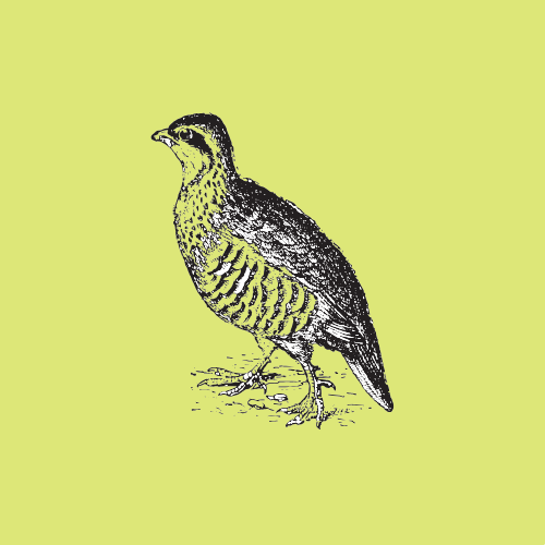 Rebhuhn
